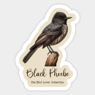 Black Phoebe - The Bird Lover Collection Sticker